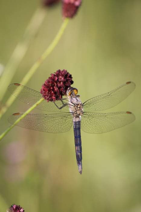 Libellen - © Emanuel Trummer